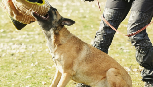 dog training for aggressive dogs