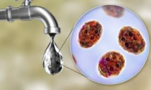 waterborne bacteria